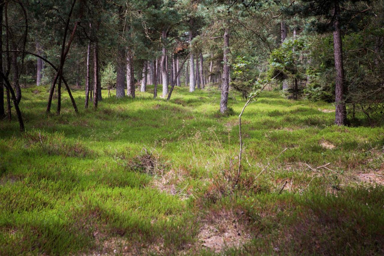 Boszicht Villa Diever Bagian luar foto